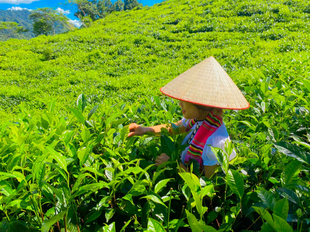 Trà tuyết Thủy Mộc