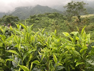 Trà tuyết Thủy Mộc